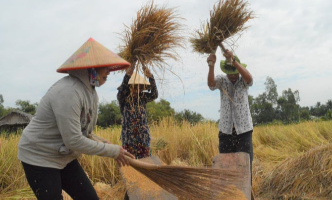 Giá lúa gạo hôm nay 3/5/2024: Nguồn cung ít, giá lúa có xu hướng tăng. Ảnh minh họa.