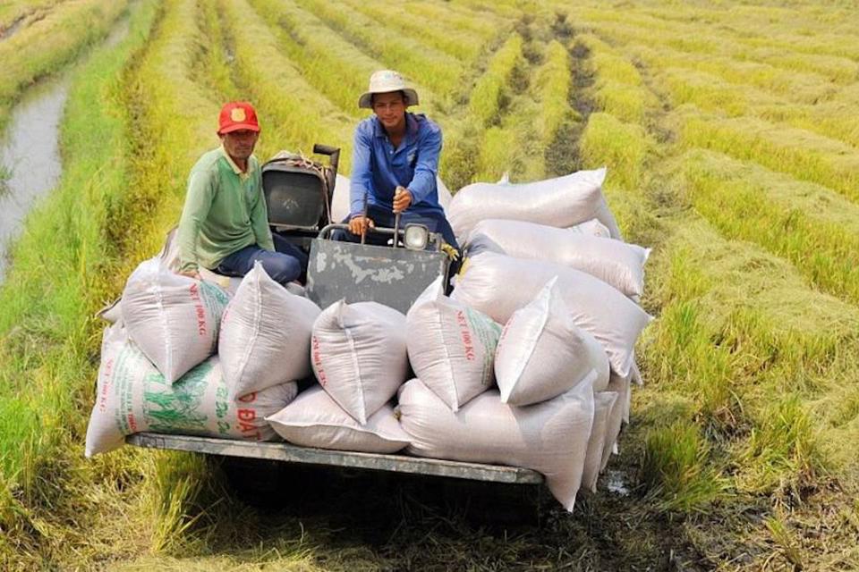 Liên kết chuỗi giữa doanh nghiệp và người nông dân trồng lúa vẫn còn nhiều khó khăn.