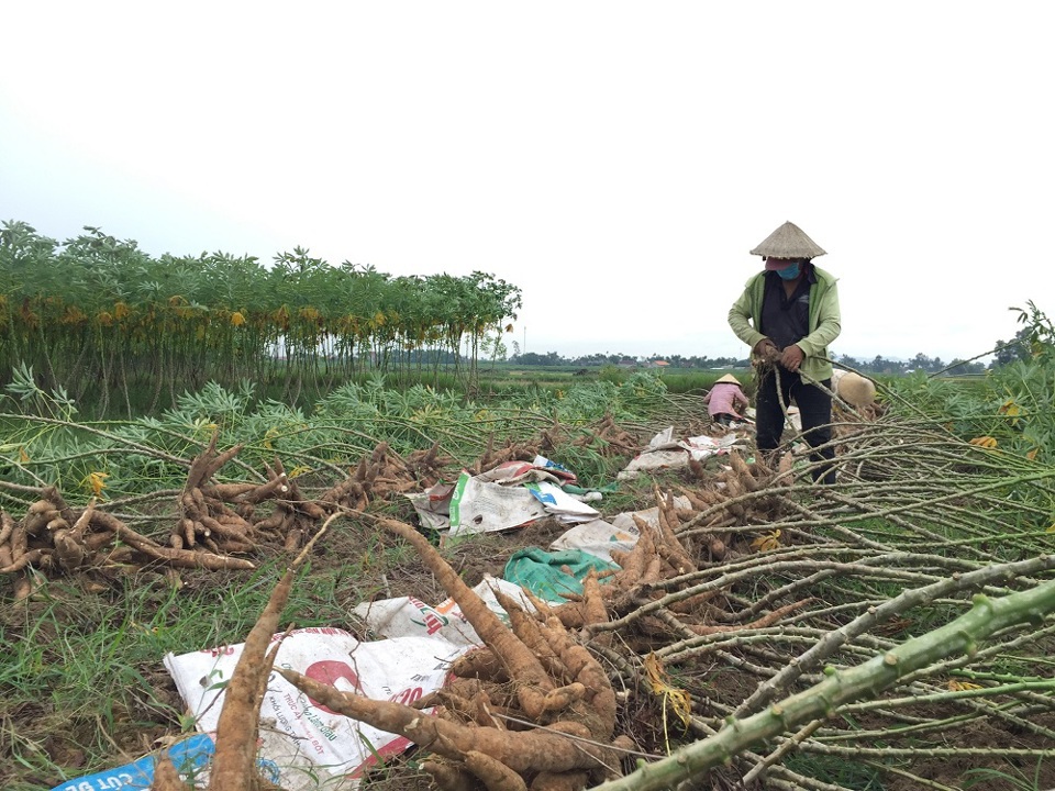 Nông dân Quảng Ngãi thu hoạch sắn.