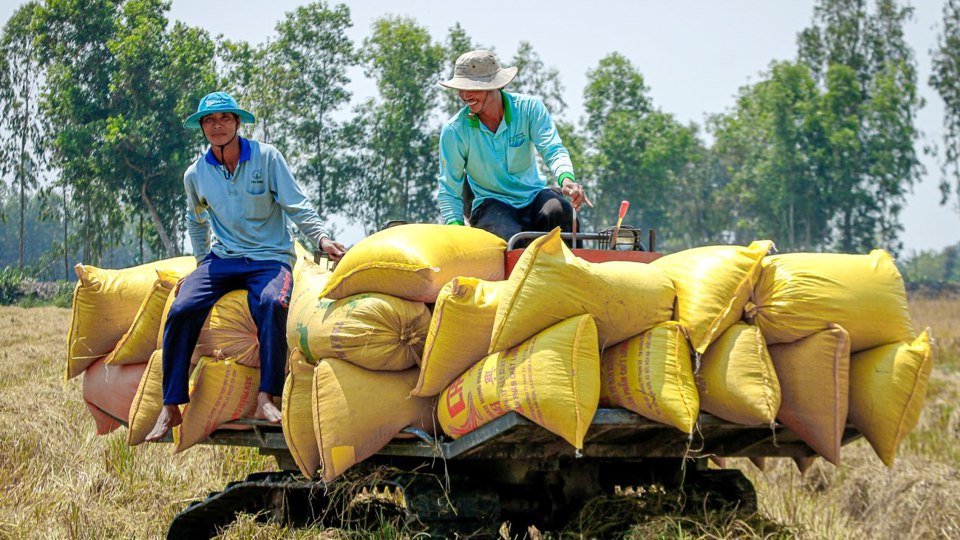 Thu hoạch lúa tại Đồng bằng sông Cửu Long. Ảnh minh họa 