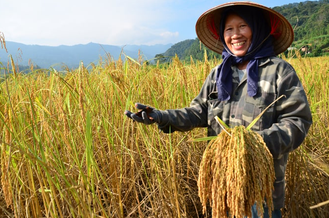 Giá lúa gạo hôm nay 3/7/2024: giá gạo giảm nhẹ. Ảnh minh họa.