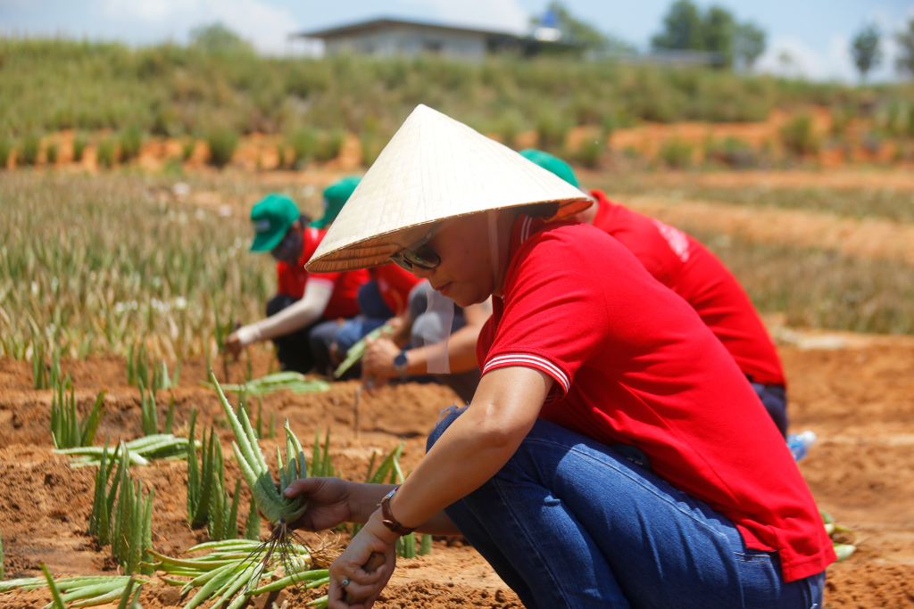 Đồng bào người Raglai có thể tận dụng hết các thành phần của cây nha đam để sản xuất ra đa dạng sản phẩm, thực phẩm