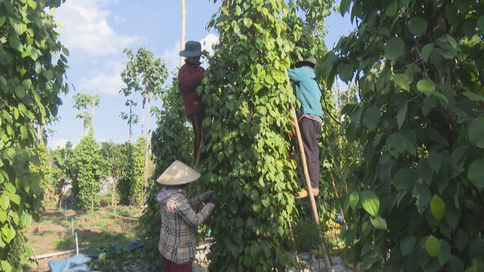 Giá tiêu hôm nay 8/8: tổng hoà nguyên nhân đẩy giá tiêu giảm 3 ngày liền