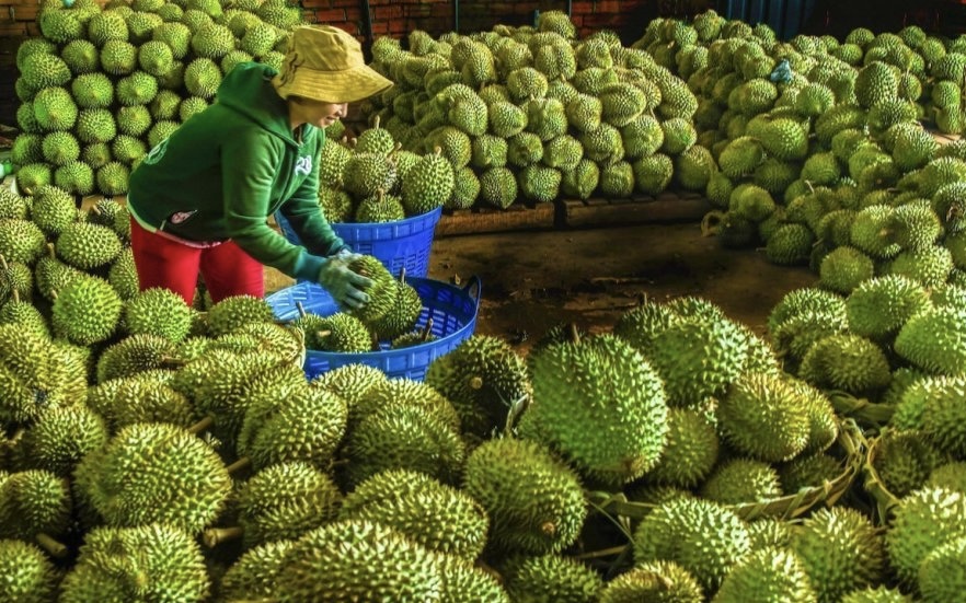 Dự báo năm 2024, xuất khẩu rau quả đạt trên 7 tỷ USD. Ảnh minh họa 