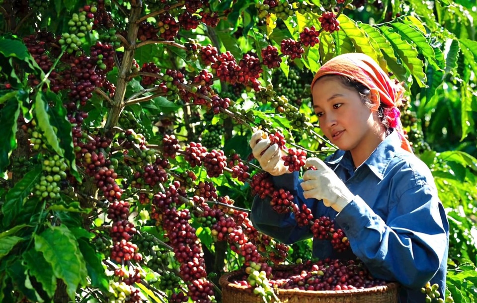 Giá cà phê hôm nay 10/10: chỉ tăng nhẹ dù tồn kho trên sàn giảm sâu  
