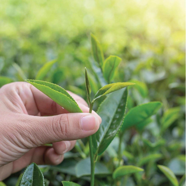 DalatFarm và hành trình chắt lọc nên những tách trà mang đậm bản sắc Việt - Ảnh 2. DalatFarm và hành trình chắt lọc nên những tách trà mang đậm bản sắc Việt - Ảnh 2.