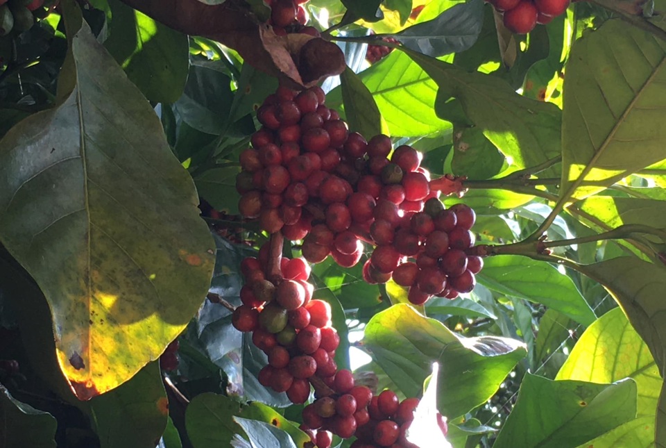 Giá cà phê hôm nay 30/11: cả tuần tăng tốt, Robusta thêm hơn 400 USD/tấn  