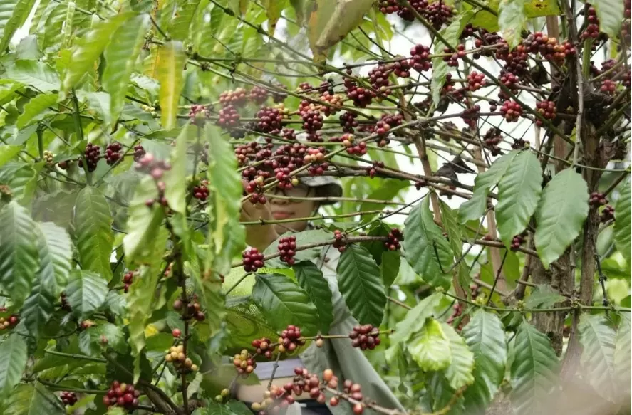 giá cà phê Arabica giảm 5,3% xuống còn 8.724 USD/tấn, trong khi giá Robusta giảm 2% còn 5.641 USD/tấn. giá cà phê Arabica giảm 5,3% xuống còn 8.724 USD/tấn, trong khi giá Robusta giảm 2% còn 5.641 USD/tấn.