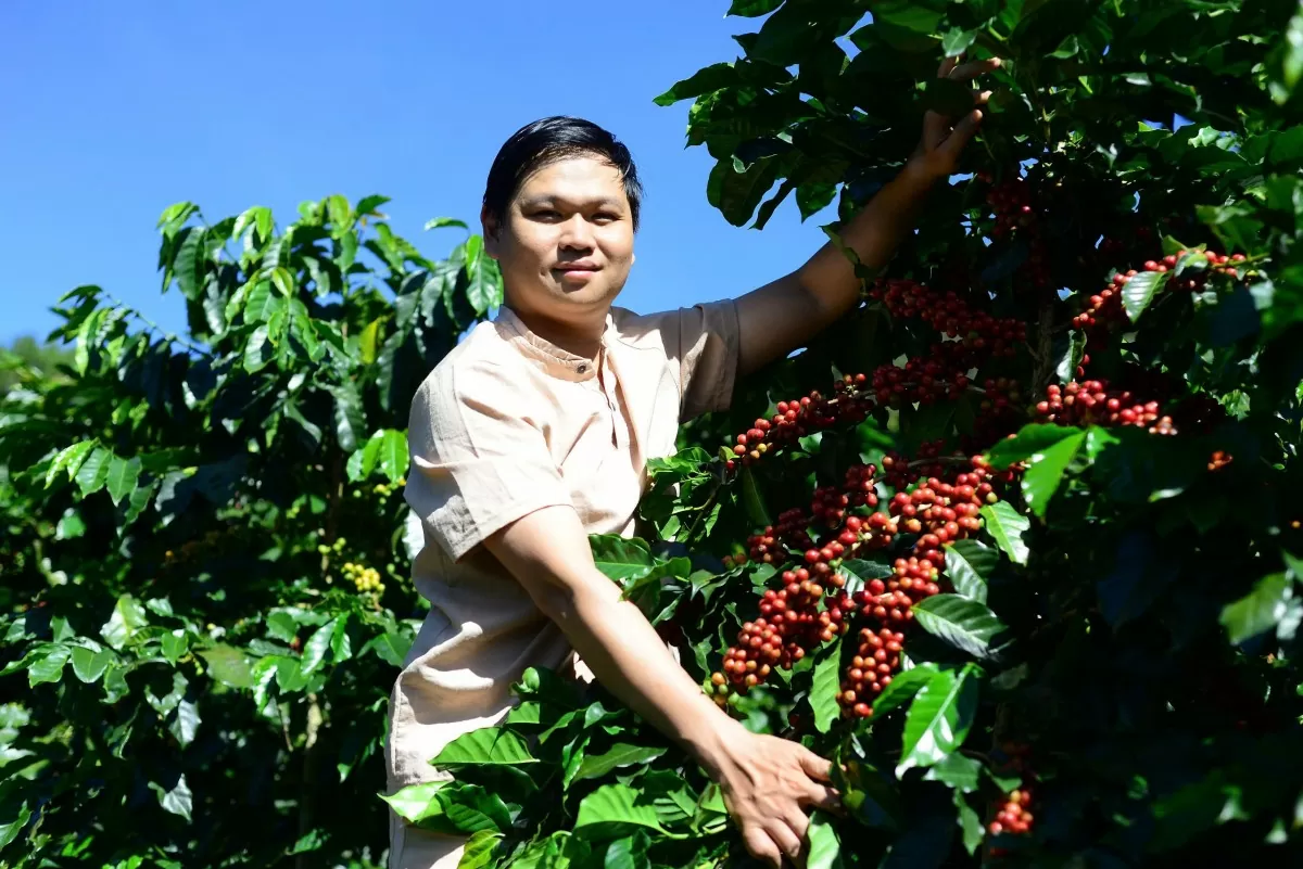 Giá cà phê hôm nay 25/2/2025: Giá cà phê hôm nay 25/2/2025: