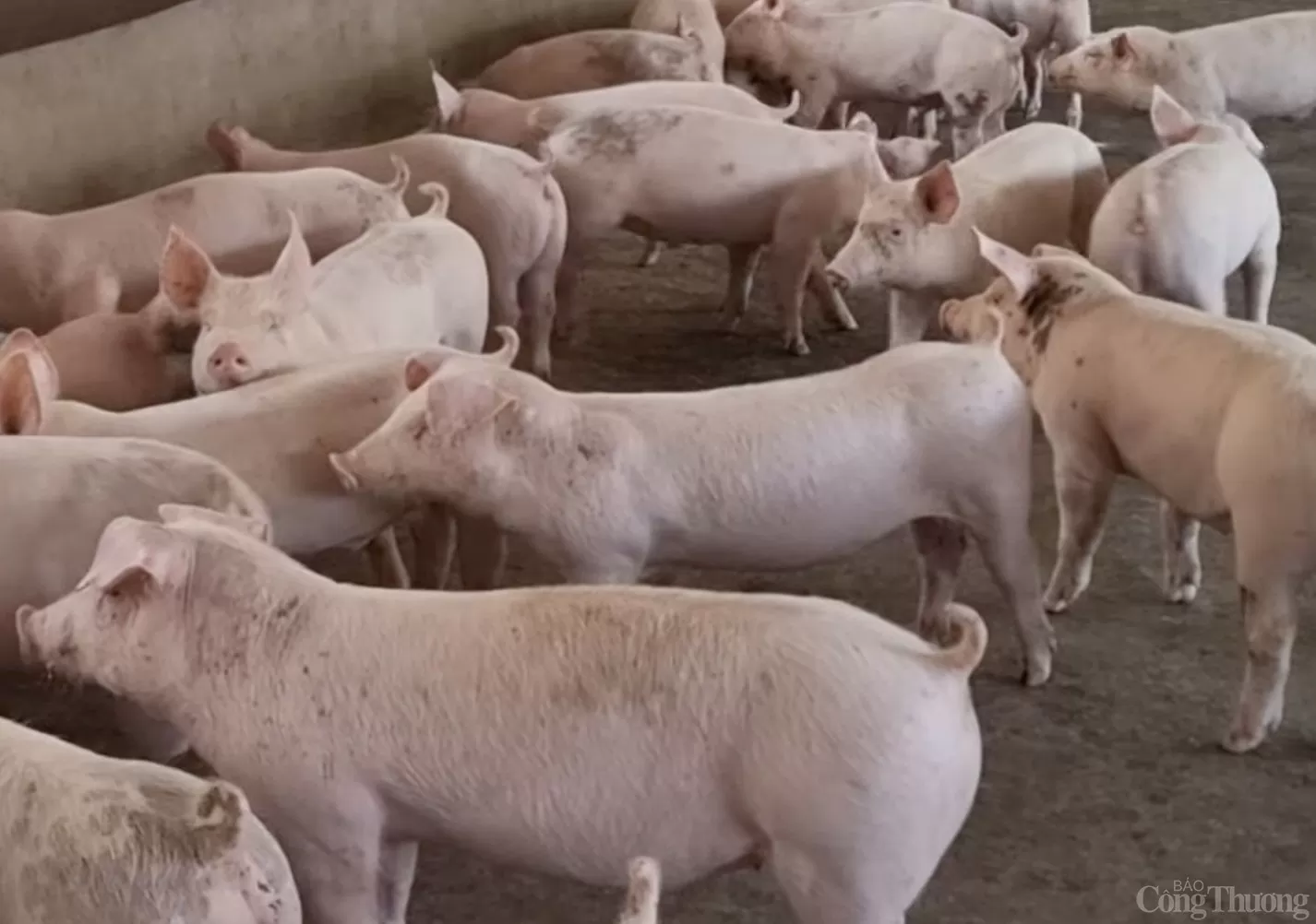 Giá heo hơi hôm nay 26/2/2025: Tăng mạnh trên toàn quốc Giá heo hơi hôm nay 26/2/2025: Tăng mạnh trên toàn quốc