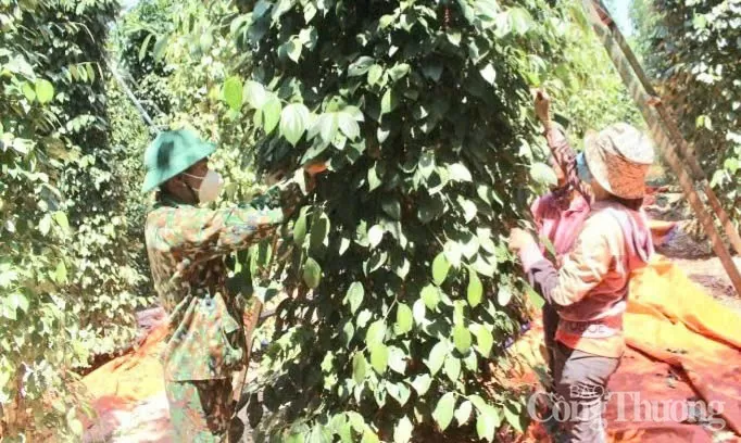 Giá tiêu hôm nay 27/2/2025, trong nước giảm nhẹ Giá tiêu hôm nay 27/2/2025, trong nước giảm, xuất khẩu tăng mạnh