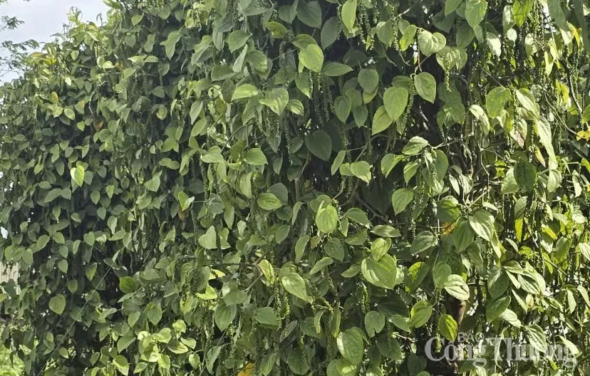 Giá tiêu hôm nay 27/2/2025, trong nước giảm nhẹ Giá tiêu hôm nay 27/2/2025, trong nước giảm, xuất khẩu tăng mạnh