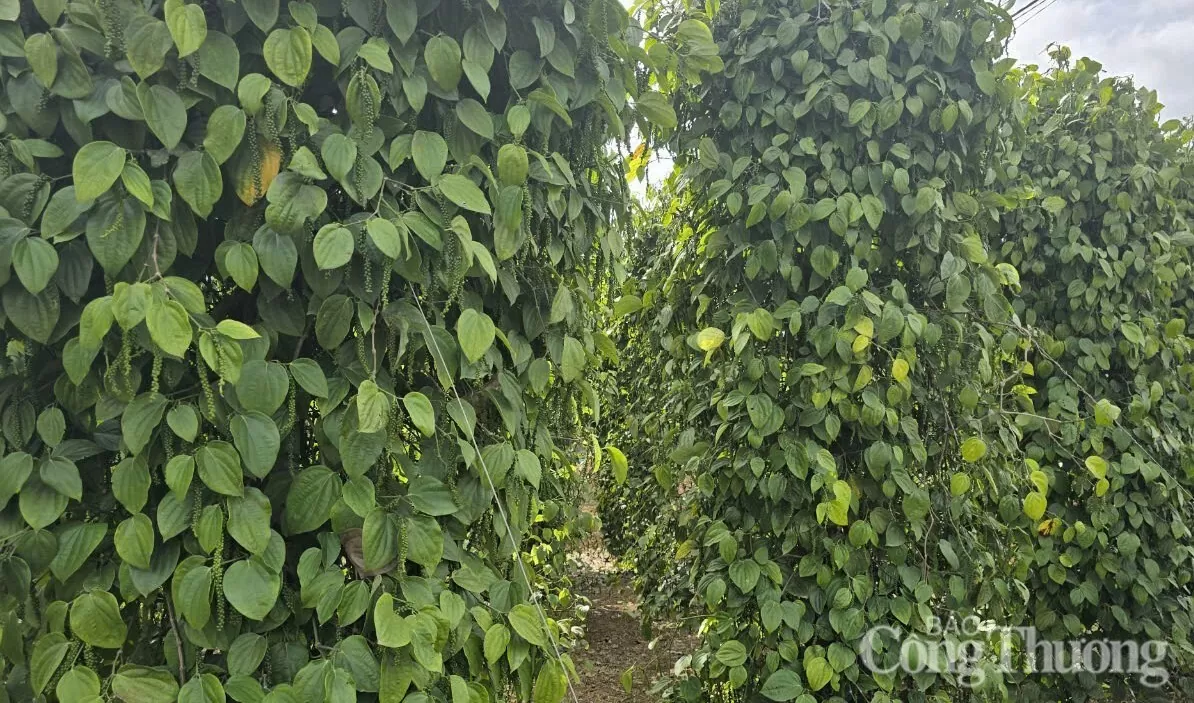 Giá tiêu hôm nay 28/2/2025, trong nước cao nhất 159.000 đồng/kg Giá tiêu hôm nay 28/2/2025, trong nước cao nhất 159.000 đồng/kg