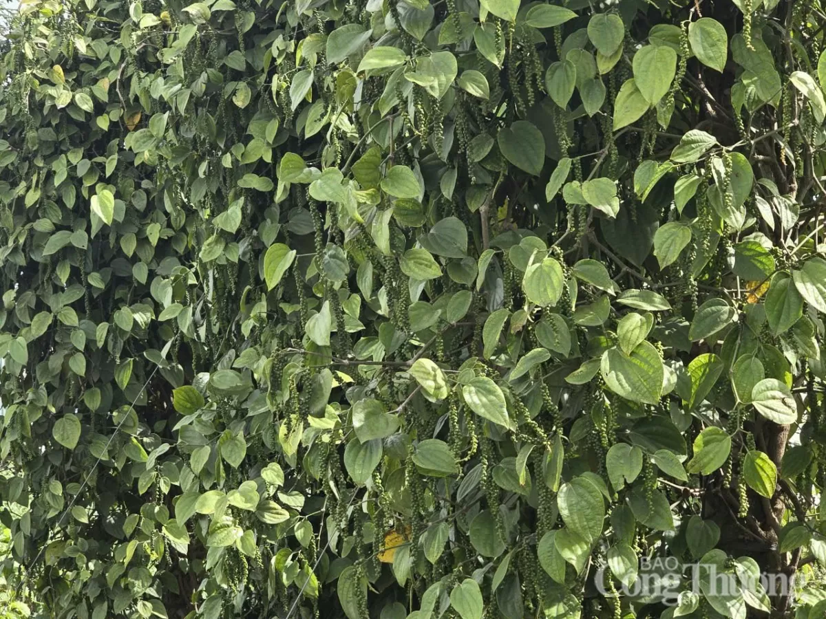 Giá tiêu hôm nay 7/3/2025, trong nước duy trì sắc xanh Giá tiêu hôm nay 7/3/2025, trong nước duy trì 'sắc xanh'