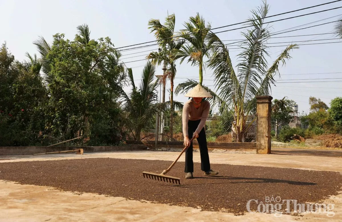 Giá tiêu hôm nay 2/4/2025, thị trường cao nhất 158.000 đồng/kg