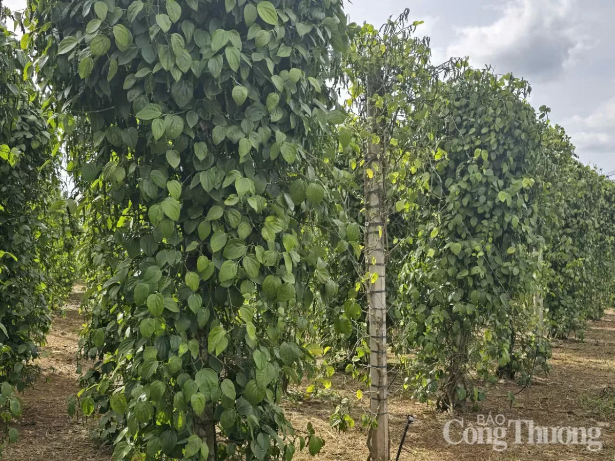 Giá tiêu hôm nay 2/4/2025, thị trường cao nhất 158.000 đồng/kg