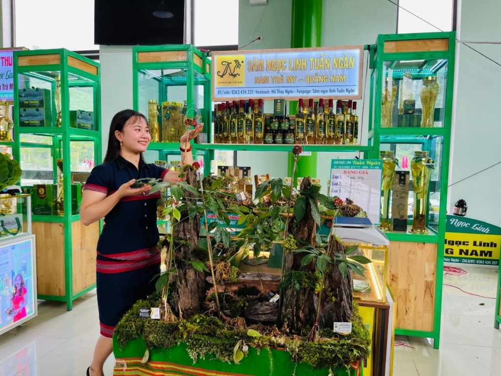 Lễ hội Sâm Ngọc Linh lần thứ VII - 2025 với chủ đề Đà Nẵng tổ chức Lễ hội sâm Ngọc Linh lần thứ VII