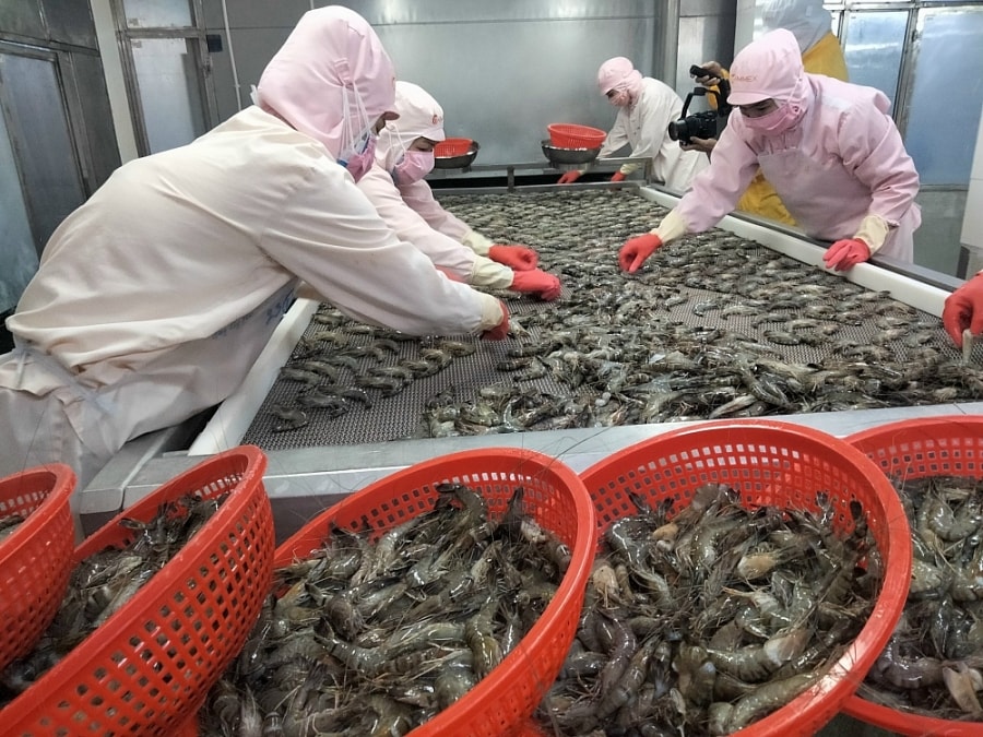 Xuất khẩu tôm sú tại thị trường Châu Âu tăng trưởng vượt trội