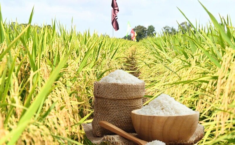 Giá lúa gạo hôm nay ngày 3/8 và tuần qua gạo xuất khẩu tăng mạnh, lúa tươi vững giá. Ảnh: Thanh Minh.
