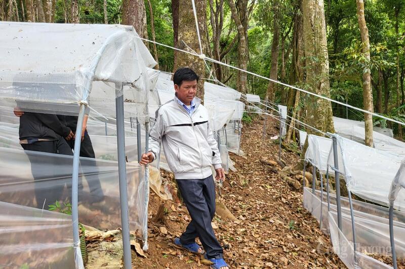Cây sâm đã trở thành “cần câu vàng” giúp nhiều hộ đồng bào trên địa bàn xã Măng Ri thoát nghèo, vươn lên khá, giàu