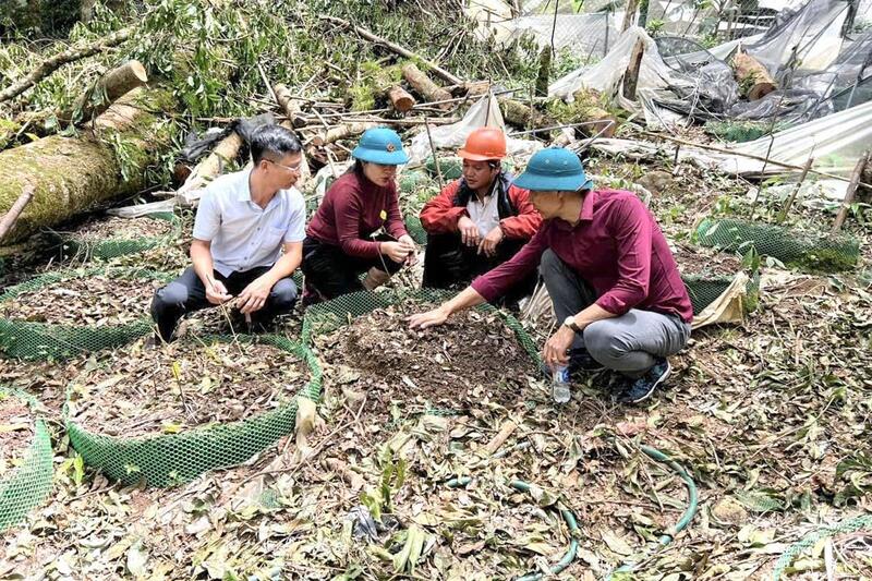 Lãnh đạo xã Măng Ri băng rừng vào giúp người trồng sâm Ngọc Linh khôi phục hư hại do mưa bão vừa qua