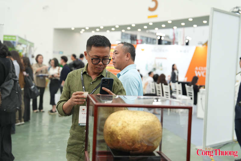 Khối sinh trà Thạch Cổ Trà dát vàng nén nặng hơn 10kg, đã được ủ ròng rã trong 10 năm thu hút du khách.