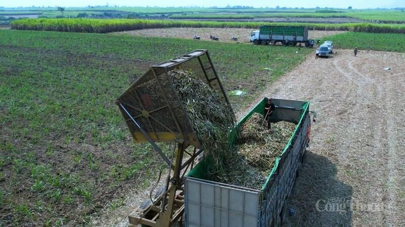 Vùng nguyên liệu ngày càng mở rộng, từ sản xuất nhỏ lẻ ban đầu đã hình thành vùng mía 35.000 ha và dự kiến tăng lên 42.000 ha trong những năm tới. Ảnh: Hiền Mai
