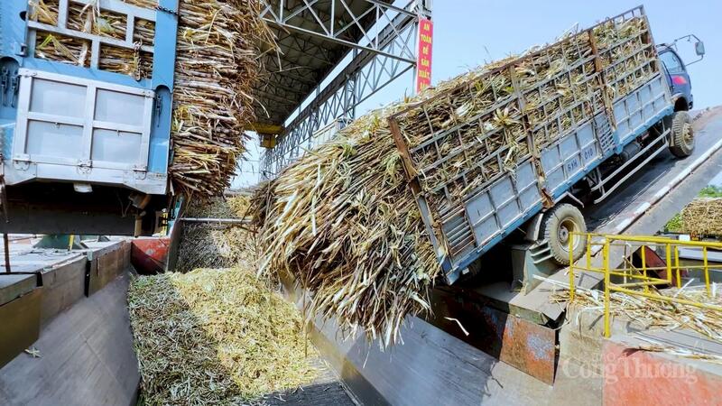 Việc mở rộng công suất từ 18.000 lên 25.000 tấn mía/ngày sẽ nâng khả năng chế biến lên khoảng 3,2 triệu tấn mía/năm, tương đương sản lượng khoảng 380.000 tấn đường. Ảnh: Hiền Mai