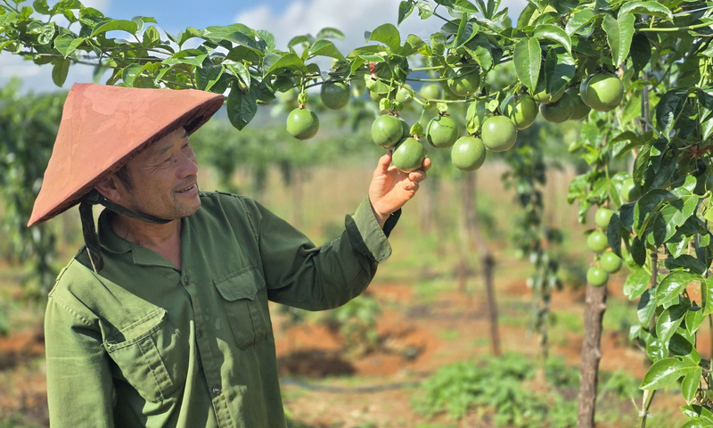 Xuất khẩu chanh leo tăng trưởng