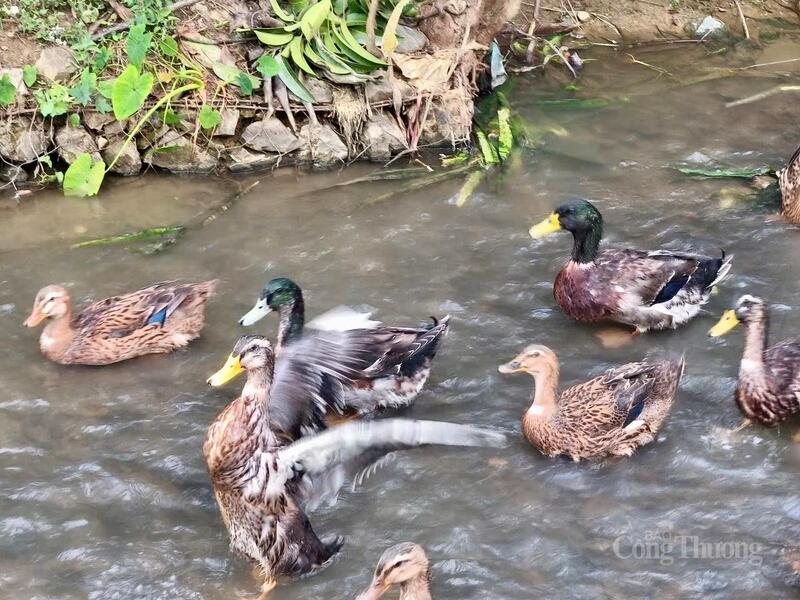 Nhờ được chăn thả trong môi trường tự nhiên, vịt cổ xanh Mường Lạn có chất lượng thịt săn chắc, thơm, ngọt.