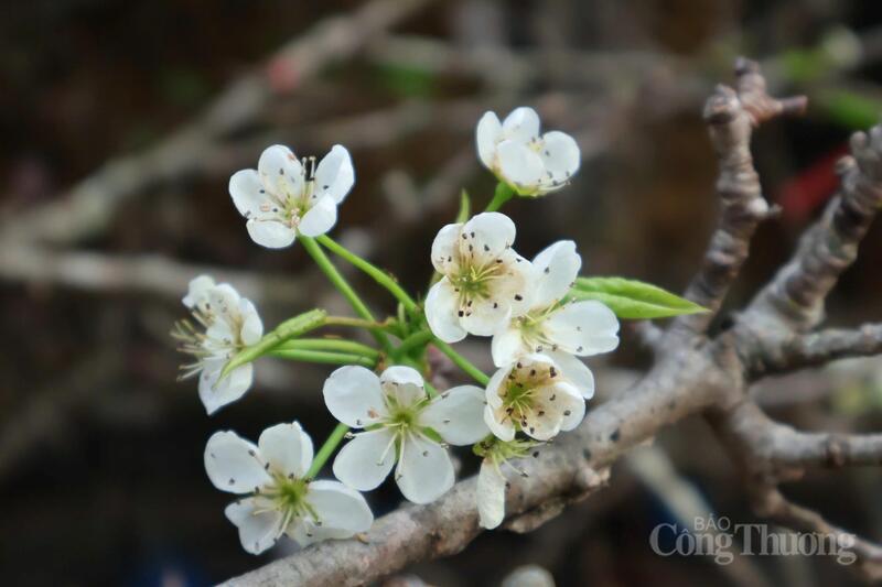 Bên cạnh hoa đào nở sớm, các loại hoa rừng như lê, mận cũng được đưa xuống phố, thu hút sự quan tâm của người chơi hoa sớm