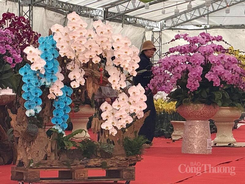 Giá lan hồ điệp năm nay gần như không tăng so với Tết 2025.