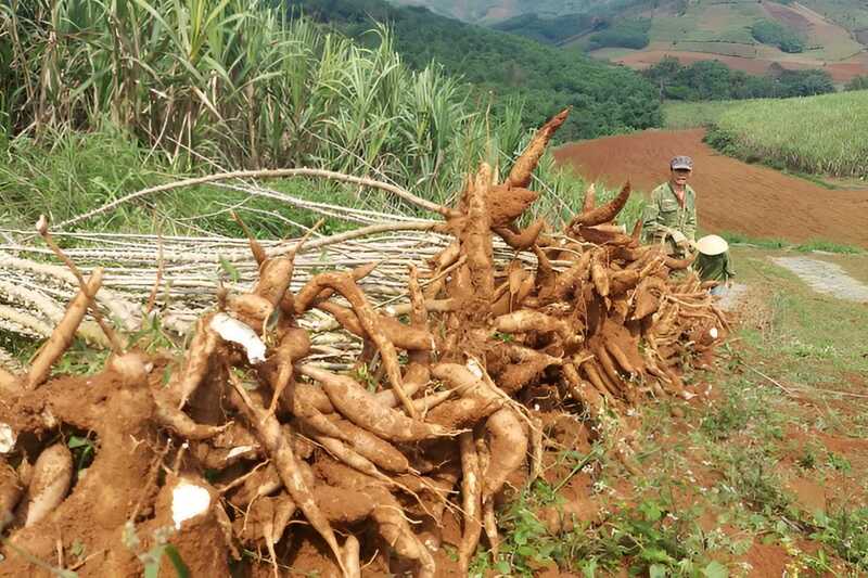 Năm 2025, xuất khẩu sắn và các sản phẩm từ sắn của Việt Nam đạt trên 3,9 triệu tấn, tương đương hơn 1,26 tỷ USD. Ảnh minh họa