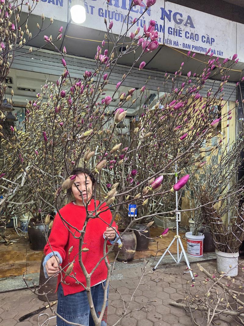 Cành mộc lan được chủ cửa hàng trên phố Hoàng Hoa Thám rao bán 600 nghìn đồng.