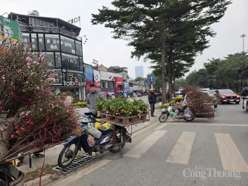 Bán đào, quất cảnh trên xe máy, đoạn đường Bưởi quận Ba Đình, TP. Hà Nội.