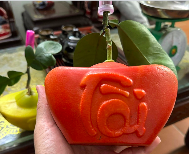 Những quả bưởi đỏ tạo hình có giá khoảng 400.000 - 500.000 đồng/quả.