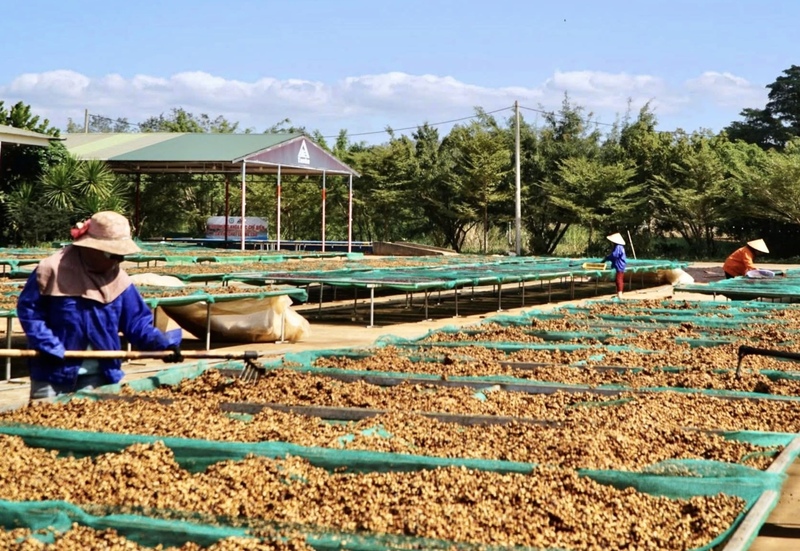 Theo thiết kế, Trung tâm chế biến nông sản xuất khẩu Tây Nguyên có công suất 10.000 tấn sản phẩm mỗi năm. Ảnh minh hoạ