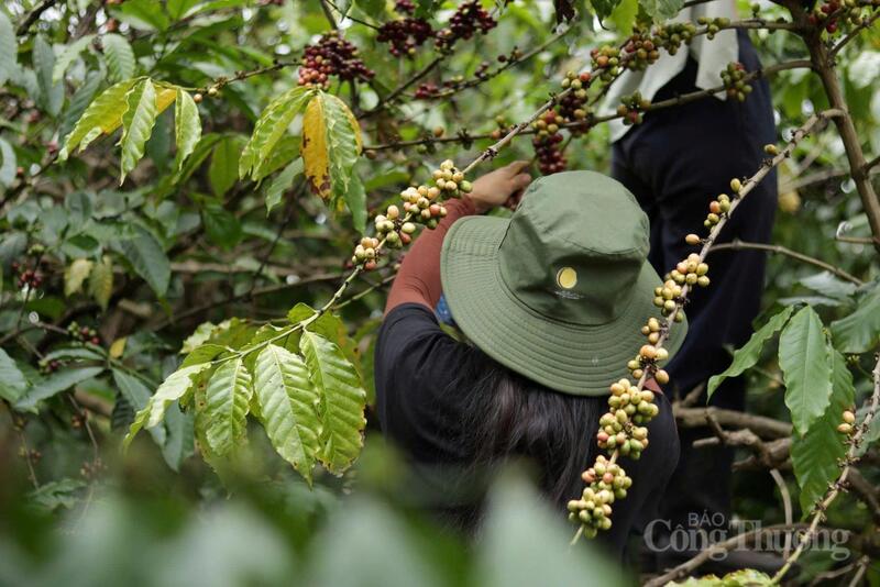 Người dân Tây Nguyên thu hoạch cà phê. Ảnh: Hiền Mai