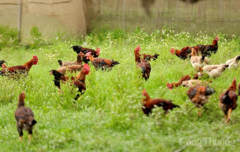 Gà được nuôi trong mô hình khép kín với quy trình kiểm soát nghiêm ngặt từ con giống, thức ăn đến môi trường sống. Nhờ đó, gà phát triển khỏe mạnh, hạn chế dịch bệnh, đảm bảo chất lượng thịt thơm ngon, an toàn cho người tiêu dùng. Ảnh: Ngô Nhung