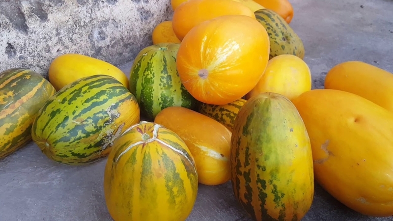 Dưa bở đầu vụ được bán với giá từ 20.000 - 25.000 đồng/kg. Ảnh minh hoạ