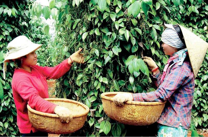 Thu hoạch hồ tiêu tại Gia Lai