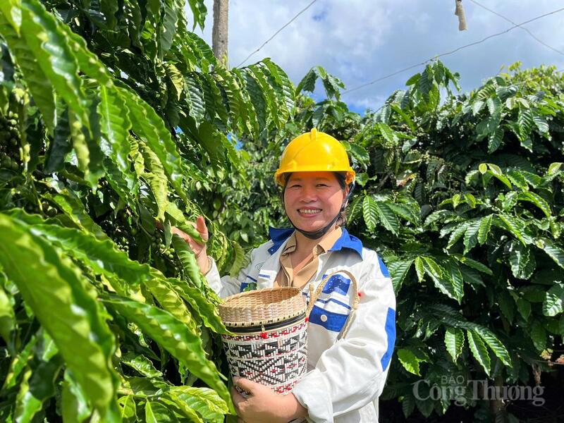 Người nông dân Gia Lai bên vườn trồng cà phê
