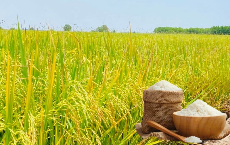 Giá lúa gạo hôm nay ngày 12/6/2026: Gạo xuất khẩu biến động trái chiều. Ảnh: Thanh Minh.
