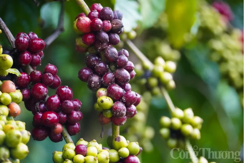 Giá cà phê Arabica bật tăng hơn 5%, thị trường lo ngại nguồn cung
