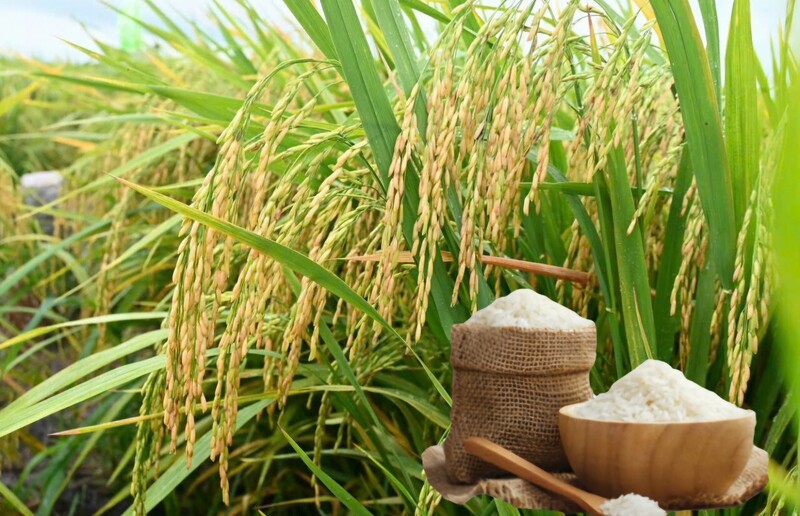 Giá lúa gạo hôm nay ngày 1/7/2026: Gạo thơm Jasmine tăng 1.000 đồng/kg. Ảnh: Thanh Minh.