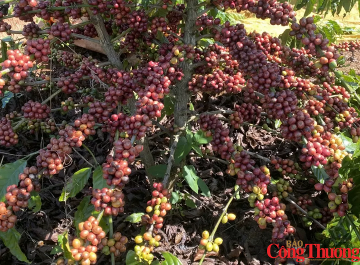 Tồn kho Arabica giảm sâu, giá cà phê đồng loạt tăng mạnh.