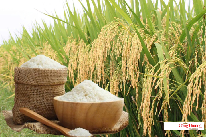 Giá lúa gạo hôm nay ngày 2/10/2026: Lúa tươi biến động trái chiều.